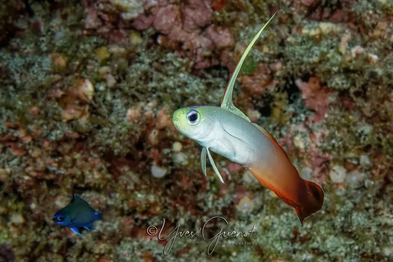 Petit poisson tropical coloré nageant près d'un récif corallien