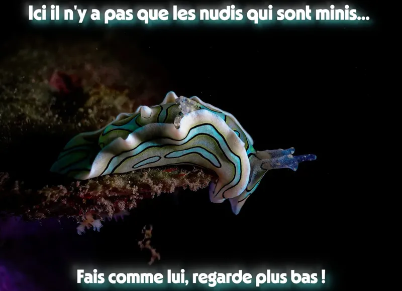 Un magnifique nudibranche coloré se déplace sur un fond rocheux sombre