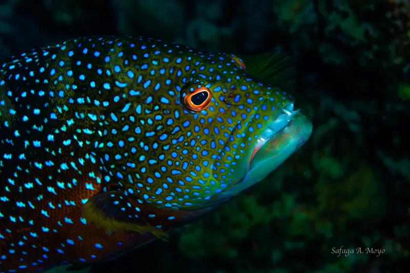 Gros plan d'un poisson tropical coloré avec des motifs bleus et oranges