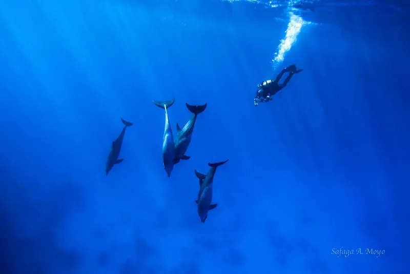 Plongeur et dauphins évoluant dans une eau bleue et lumineuse