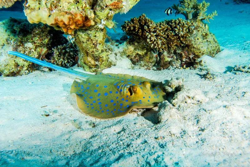 Raie bleue à pois blancs sur fond sableux corallien