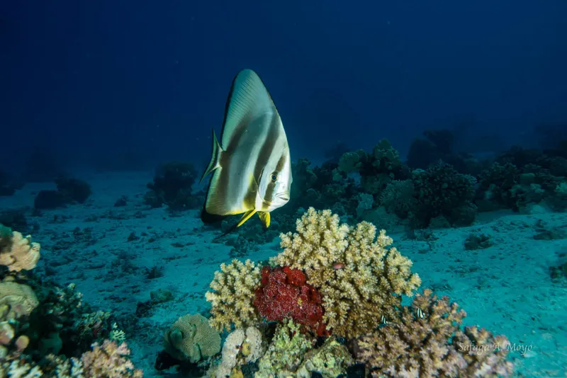 Poisson papillon nageant au-dessus d'un récifal corallien bleu et coloré