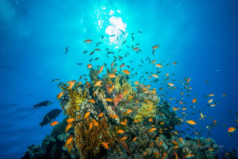 Récif corallien coloré avec de nombreux poissons tropicaux en pleine eau