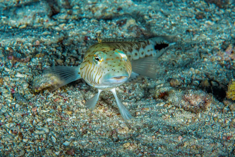 Poisson scorpion perché sur le fond marin rocheux et sablonneux