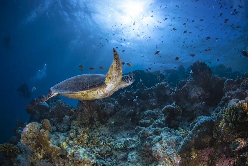 Tortue marine nageant au-dessus d'un récifal corallien ensoleillé