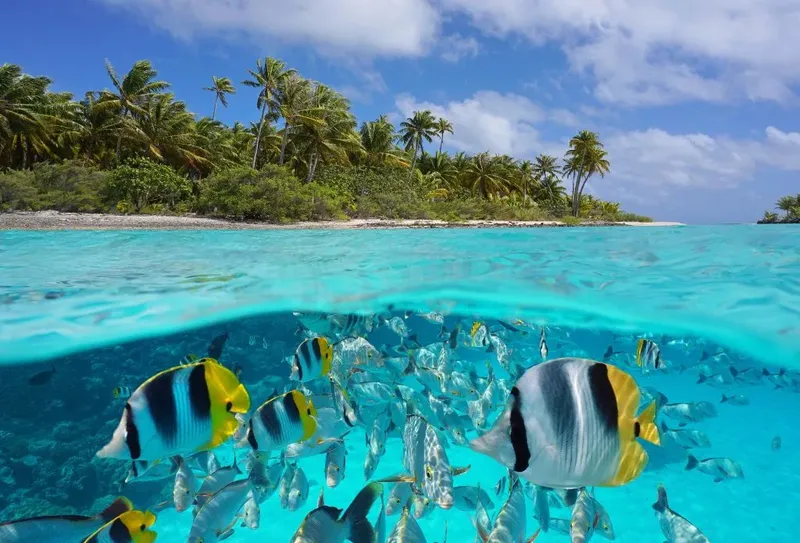Banc de poissons tropicaux colorés nageant dans une eau turquoise claire