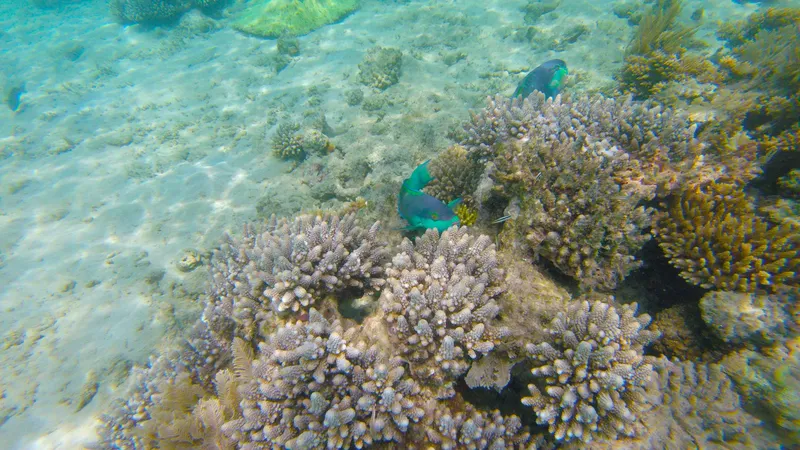 Coraux colorés et poissons tropicaux dans une eau claire et peu profonde