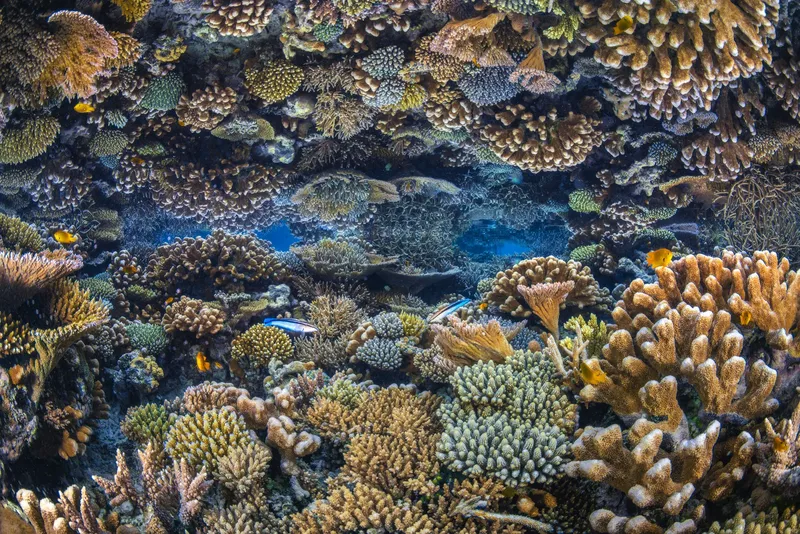 Coraux multicolores et poissons tropicaux dans un récif sous-marin