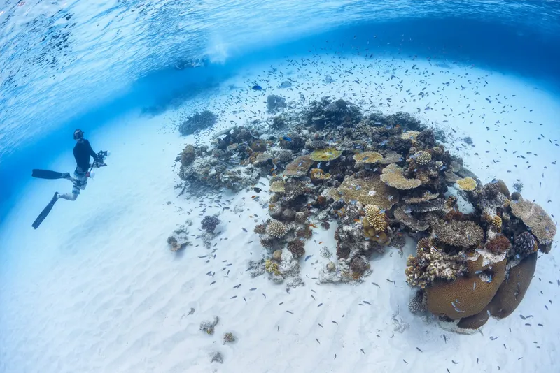 Plongeur explorant un récif corallien peuplé de petits poissons blancs