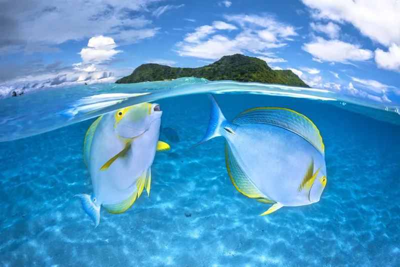 Deux poissons chirurgiens nagent à la surface d'une eau turquoise