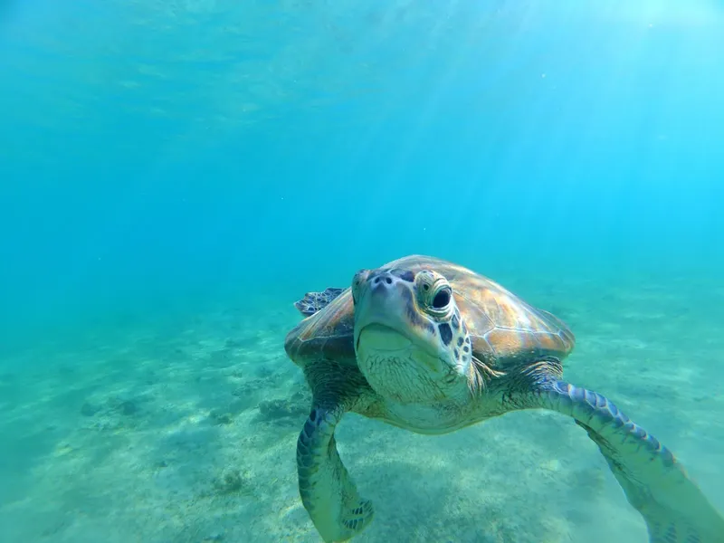 Tortue marine nageant paisiblement dans une eau turquoise et claire