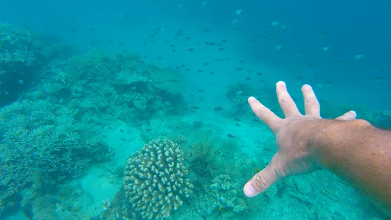 Main tendue vers un banc de poissons au milieu des coraux