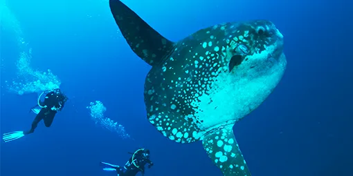 Deux plongeurs nagent près d'un poisson-lune géant en mer