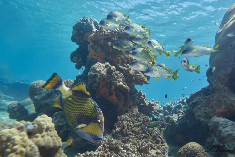 Banc de poissons colorés nageant autour d'un récifal corallien ensoleillé