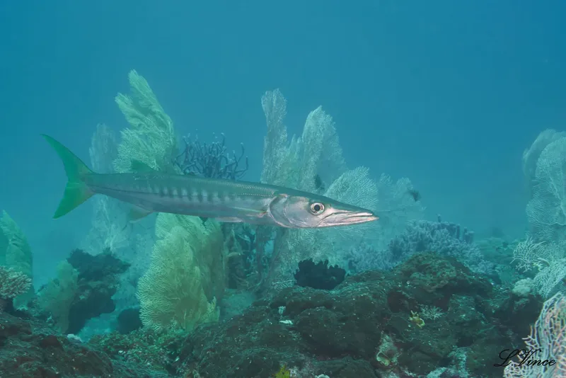 Un grand barracuda nage au milieu de coraux et d'éponges bleus