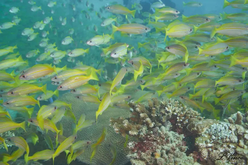 Banc de poissons jaunes nageant autour de coraux dans l'eau claire