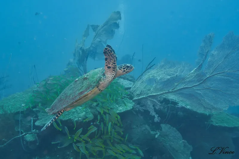 Tortue marine nageant paisiblement au milieu des coraux et des poissons