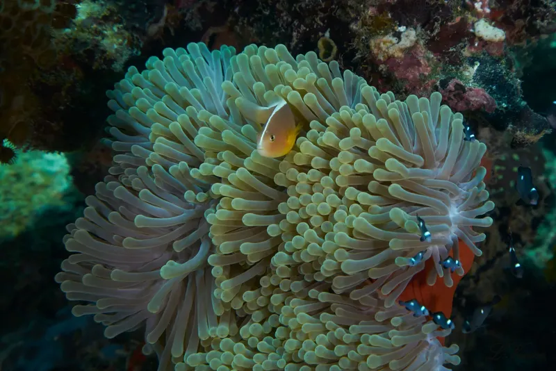 Poisson clown se cache dans les tentacules d'une anémone de mer