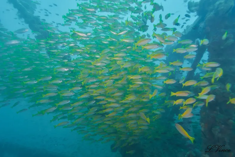Banc de poissons jaunes et argentés autour d'une structure rouillée