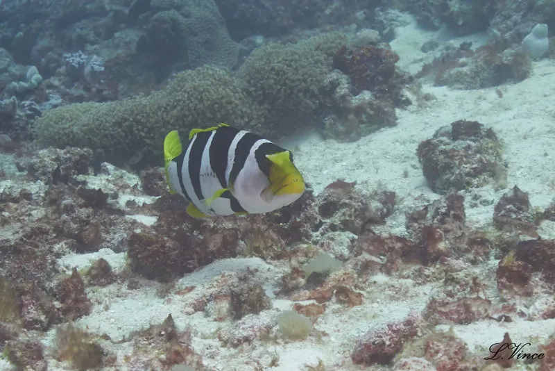 Poisson zèbre au milieu de coraux et de sable blanc
