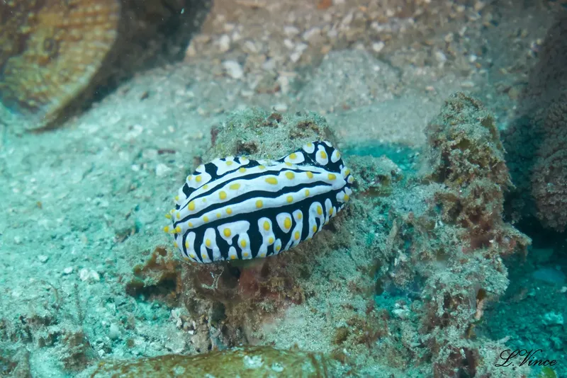 Nudibranche colorée sur fond sablonneux et coraux, vie marine