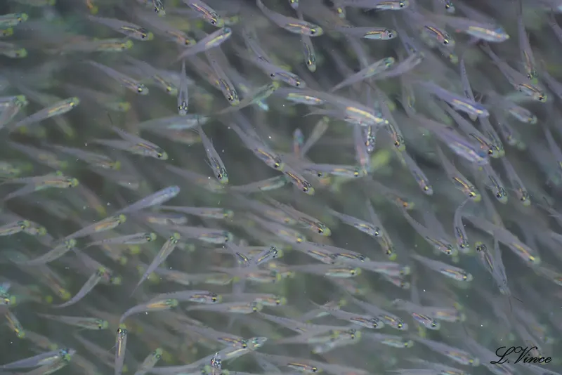 Banc de petits poissons argentés nageant dans une eau verdâtre trouble