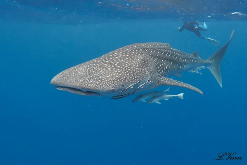 Requin baleine nageant avec un plongeur en eau bleue claire