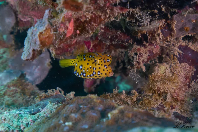Poisson-coffre jaune et noir se cache dans un récif corallien coloré