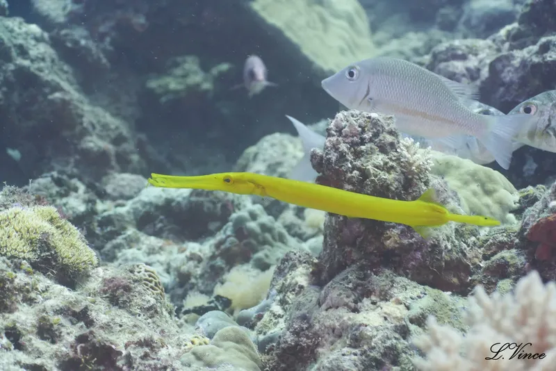 Corail, poisson-trompette jaune et autres poissons dans l'eau bleue