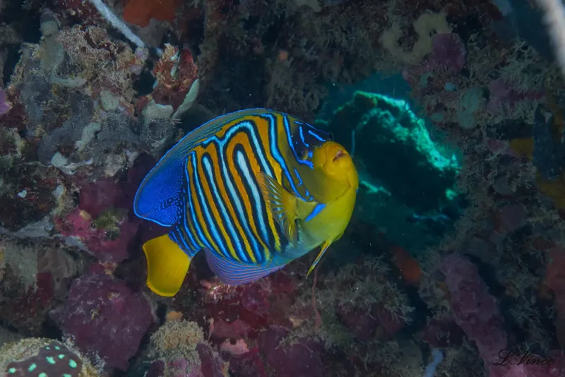 Poisson ange zébré nageant près d'un récifal corallien coloré