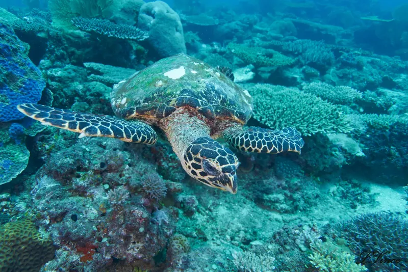 Tortue marine nageant au-dessus d'un récifal corallien coloré et vivant