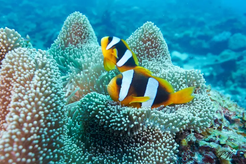 Poissons clowns se cachant dans une anémone de mer colorée