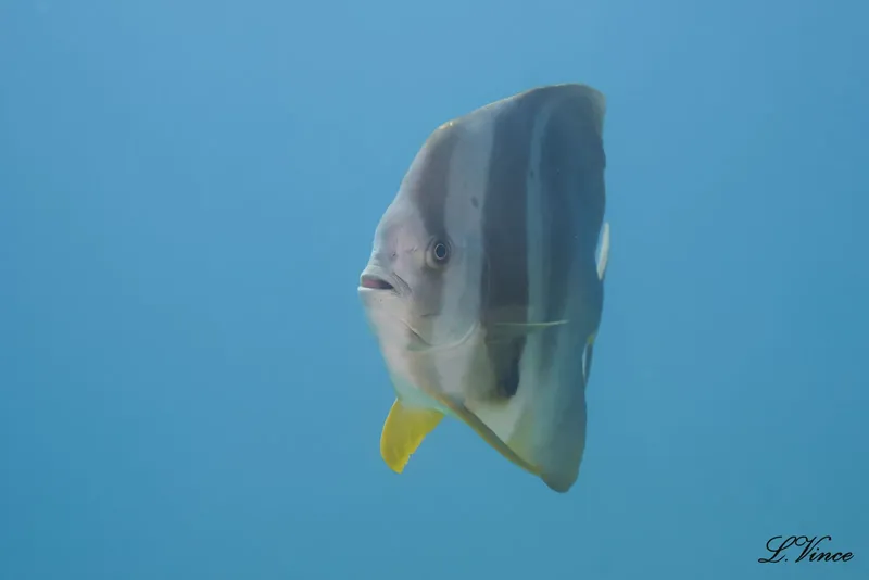 Poisson papillon nageant en eau bleue, corps plat et rayures verticales