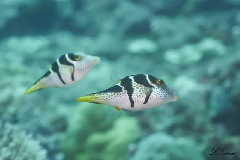 Deux poissons-coffre à rayures noires et blanches nagent en mer