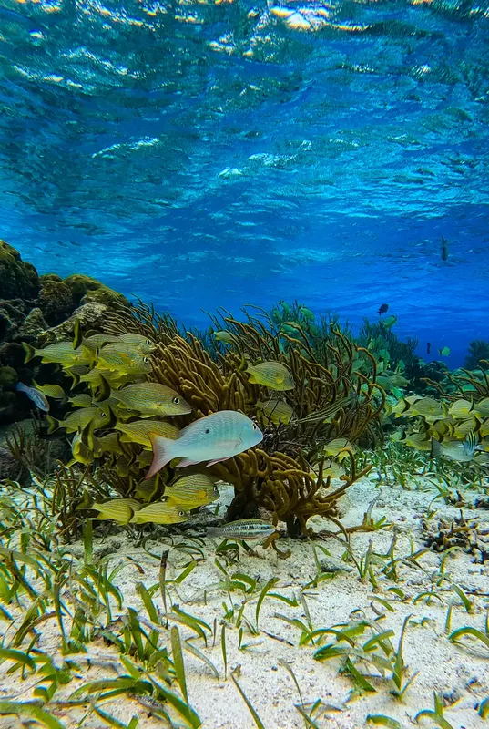 Récif corallien avec banc de poissons et herbiers marins bleus