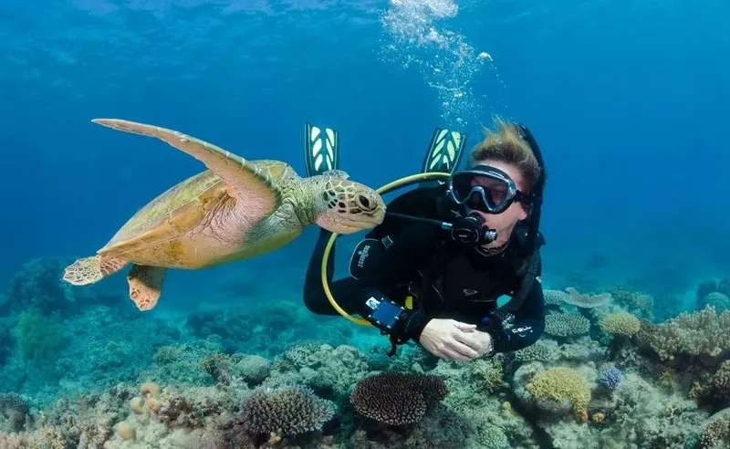 Plongeur face à face avec une tortue marine dans un récif corallien
