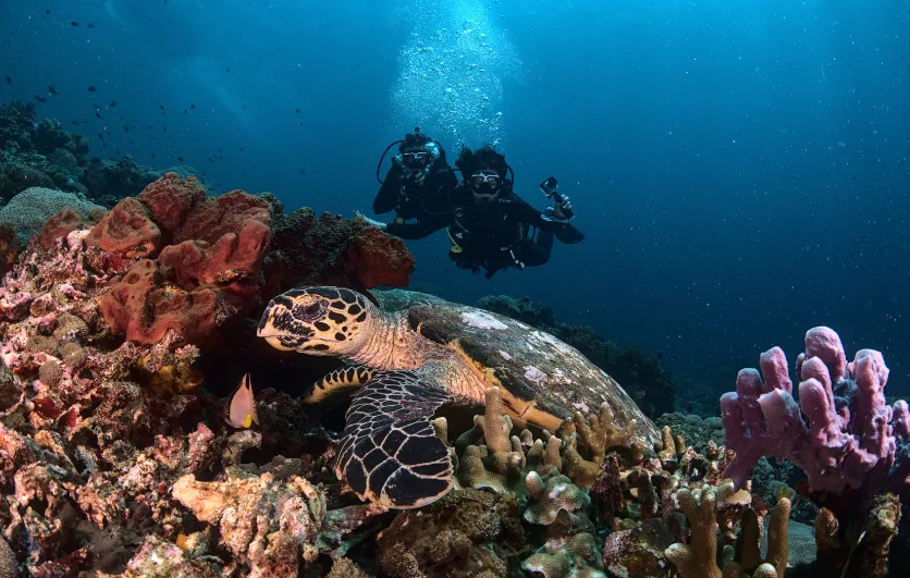 Plongeurs et tortue marine nagent au milieu d'un récif corallien coloré