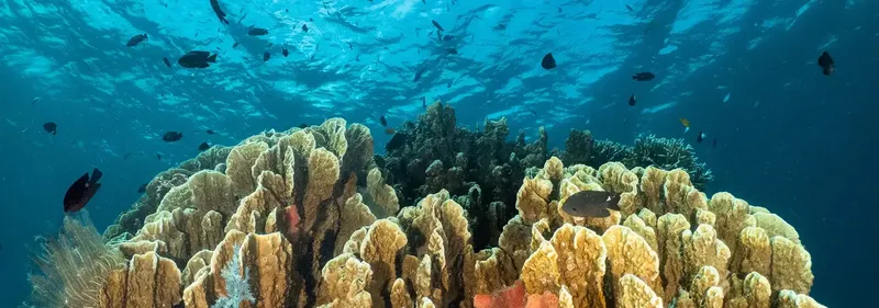 Coraux colorés et poissons tropicaux dans un récif sous-marin