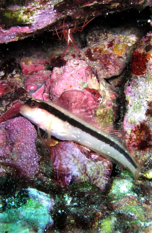 Un poisson rayé blanc et noir se cache parmi les coraux colorés