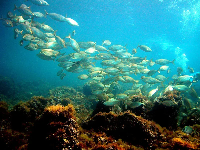Banc de poissons argentés nageant autour d'un plongeur en milieu marin