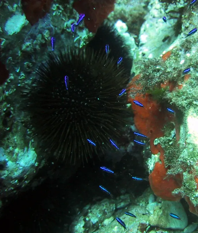 Un oursin noir entouré de petits poissons bleus sur un récif