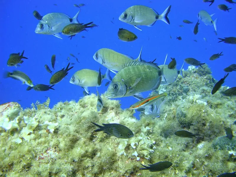 Banc de poissons argentés nageant autour d'un récif corallien bleu