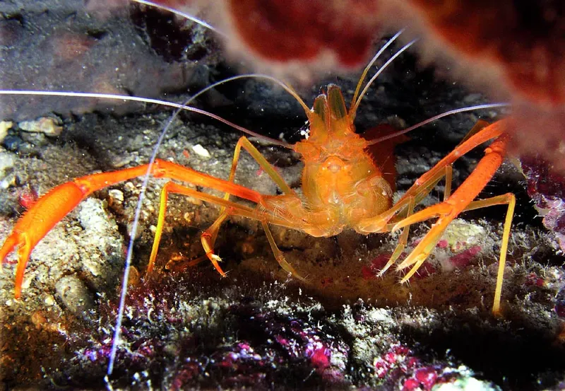 Crevette rouge sur fond rocheux et corail, photographie sous-marine