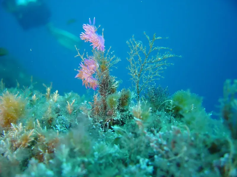 Gorgones roses et végétation marine sous l'eau, lumière bleutée