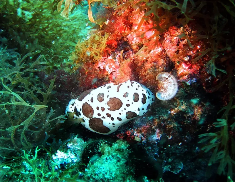 Nudibranche tachetée blanche et marron sur fond d'algues colorées