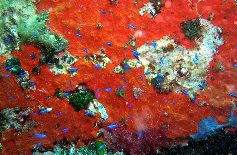 Fond marin rouge avec de nombreux petits poissons bleus et coraux