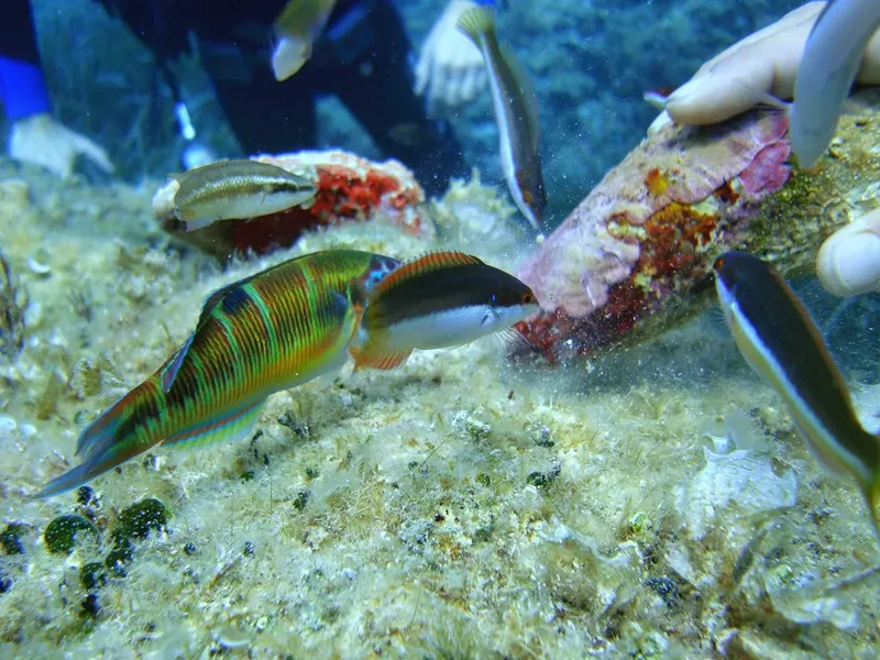 Poissons colorés nageant près du fond marin rocheux et corallien