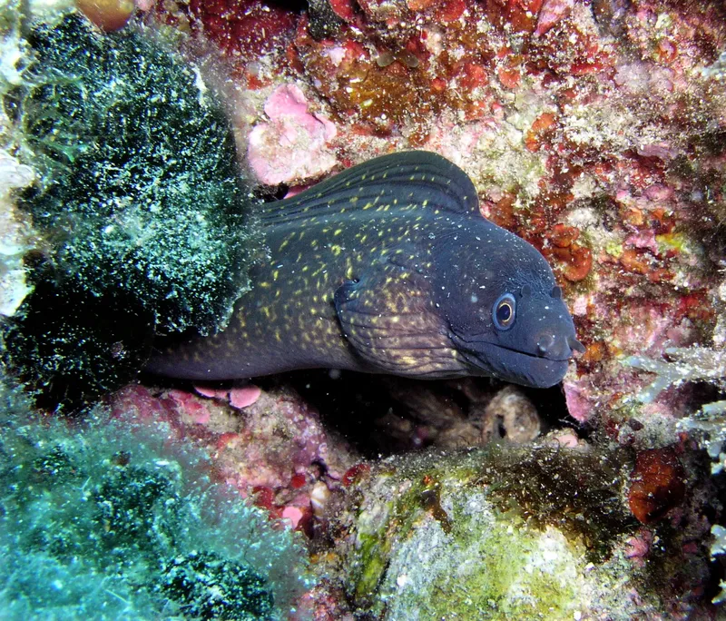 Murène tachetée se cachant dans une roche corallienne colorée