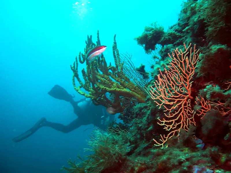 Plongeur explorant un récif corallien avec un poisson coloré