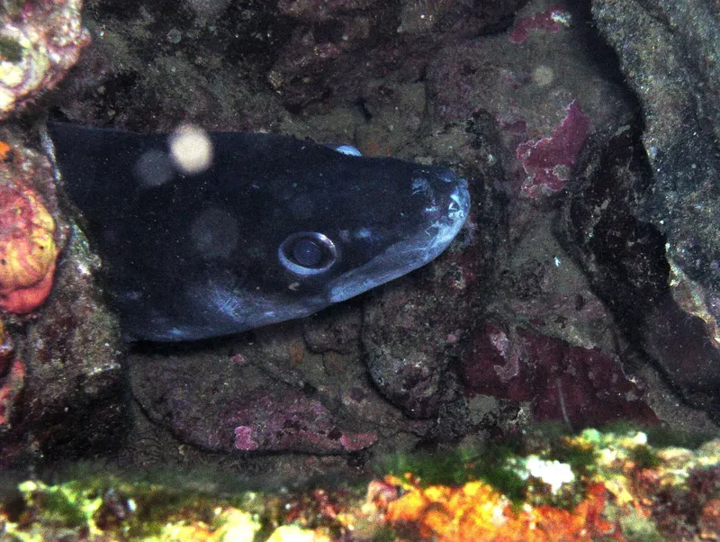 Un poisson sombre se cache entre des rochers et des coraux